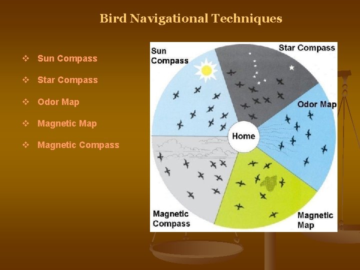 Bird Navigational Techniques v Sun Compass v Star Compass v Odor Map v Magnetic