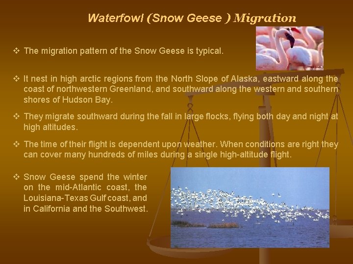 Waterfowl (Snow Geese ) Migration v The migration pattern of the Snow Geese is