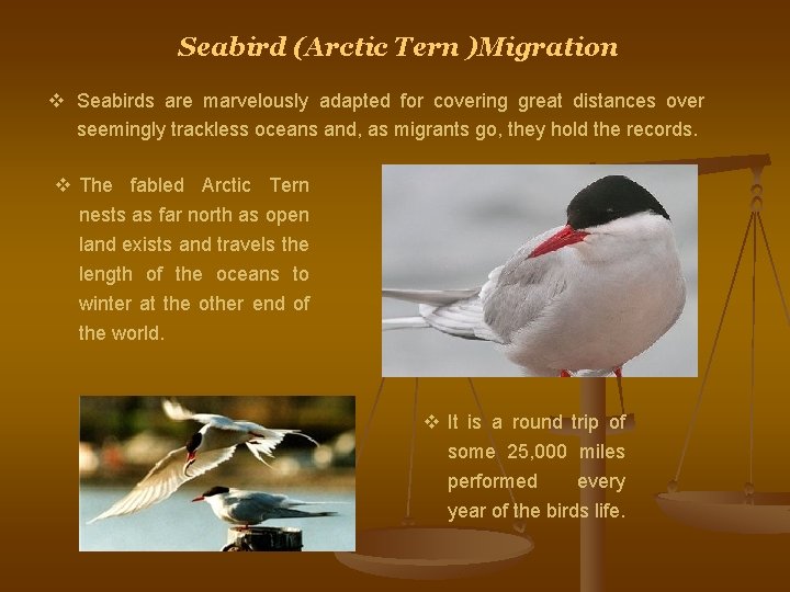 Seabird (Arctic Tern )Migration v Seabirds are marvelously adapted for covering great distances over