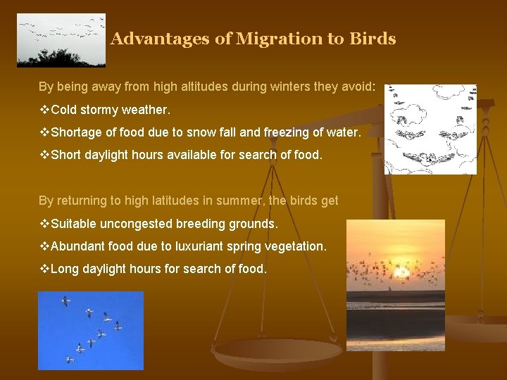 Advantages of Migration to Birds By being away from high altitudes during winters they