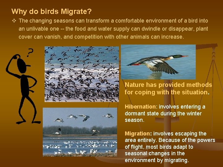 Why do birds Migrate? v The changing seasons can transform a comfortable environment of