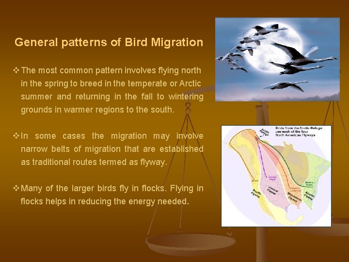 General patterns of Bird Migration v The most common pattern involves flying north in