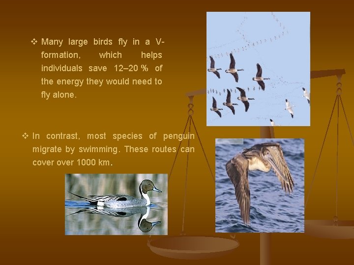 v Many large birds fly in a Vformation, which helps individuals save 12– 20