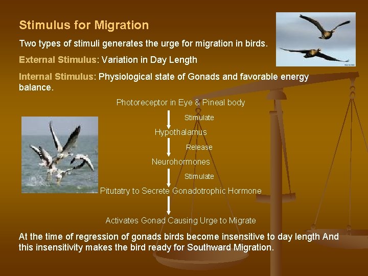 Stimulus for Migration Two types of stimuli generates the urge for migration in birds.