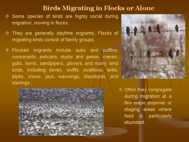Birds Migrating in Flocks or Alone v Some species of birds are highly social