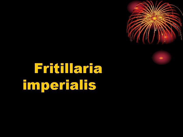 Fritillaria imperialis 