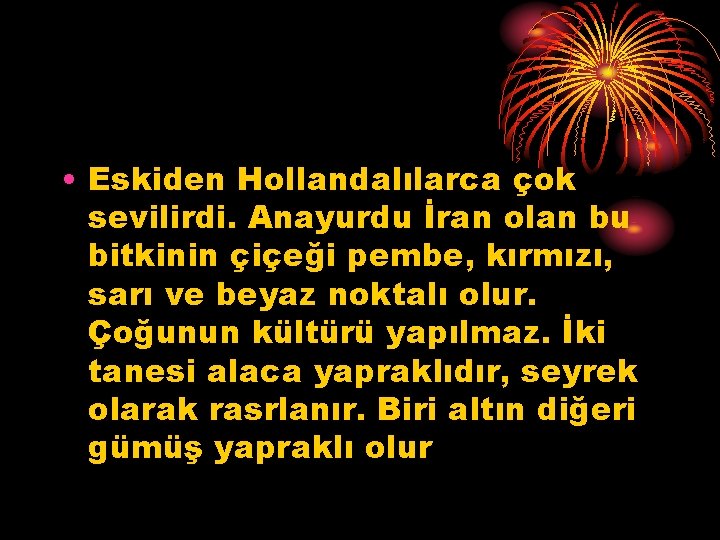  • Eskiden Hollandalılarca çok sevilirdi. Anayurdu İran olan bu bitkinin çiçeği pembe, kırmızı,