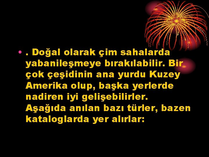  • . Doğal olarak çim sahalarda yabanileşmeye bırakılabilir. Bir çok çeşidinin ana yurdu