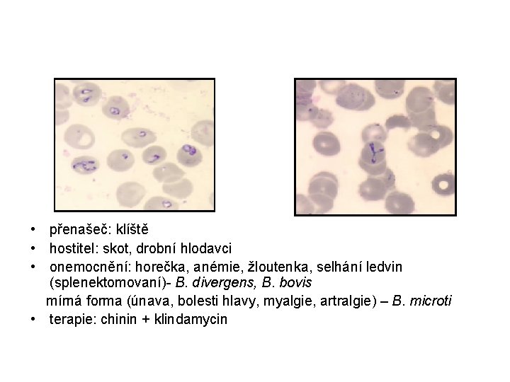  • přenašeč: klíště • hostitel: skot, drobní hlodavci • onemocnění: horečka, anémie, žloutenka,