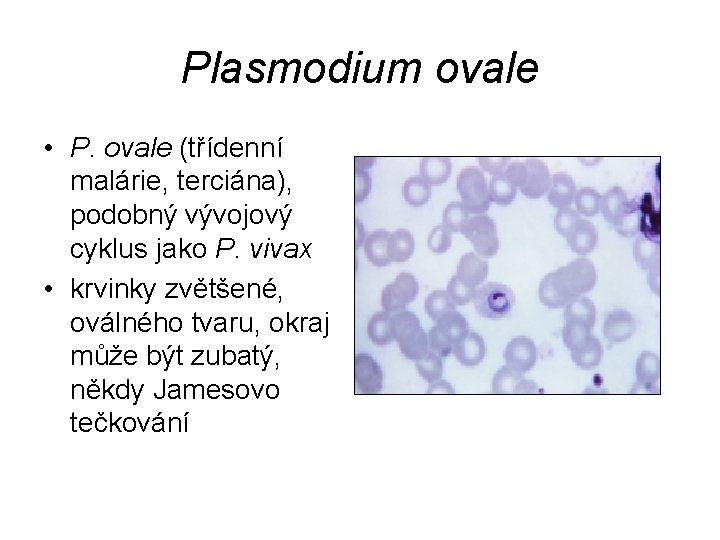 Plasmodium ovale • P. ovale (třídenní malárie, terciána), podobný vývojový cyklus jako P. vivax