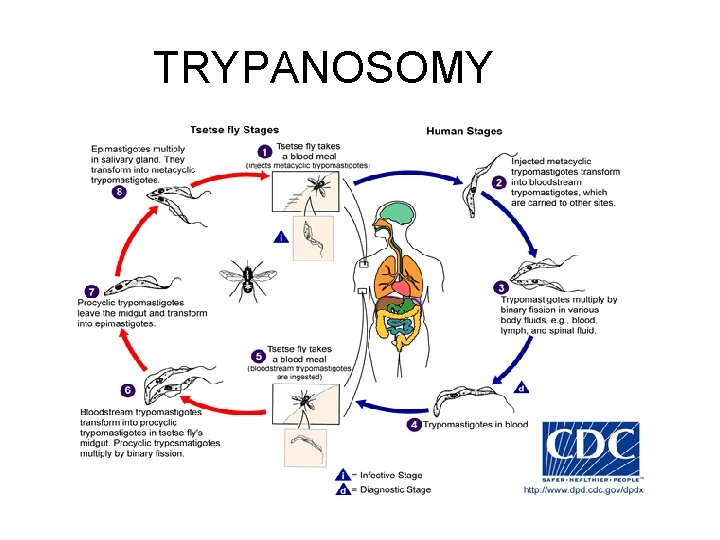 TRYPANOSOMY 