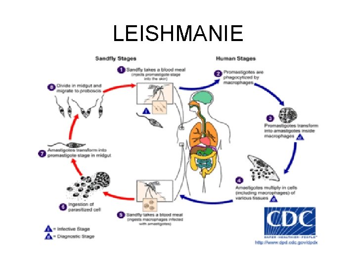 LEISHMANIE 