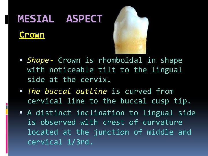 MESIAL ASPECT Crown Shape- Crown is rhomboidal in shape with noticeable tilt to the