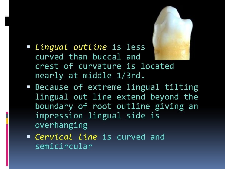  Lingual outline is less curved than buccal and crest of curvature is located
