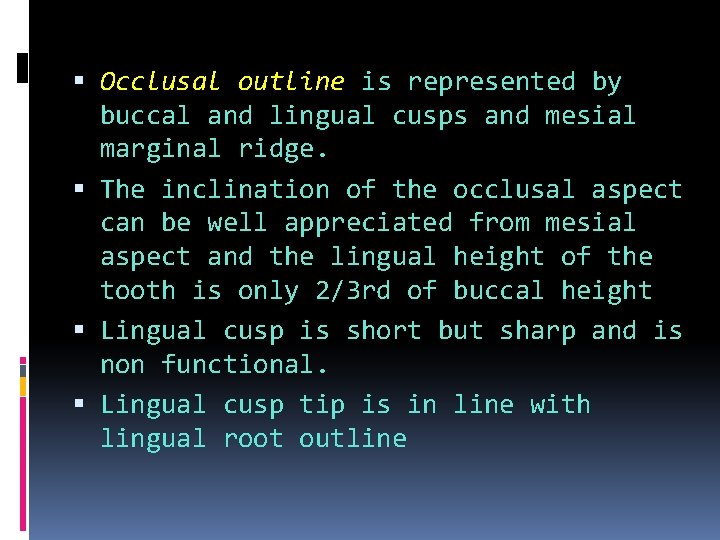  Occlusal outline is represented by buccal and lingual cusps and mesial marginal ridge.