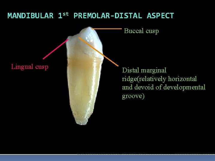 MANDIBULAR 1 st PREMOLAR-DISTAL ASPECT Buccal cusp Lingual cusp Distal marginal ridge(relatively horizontal and