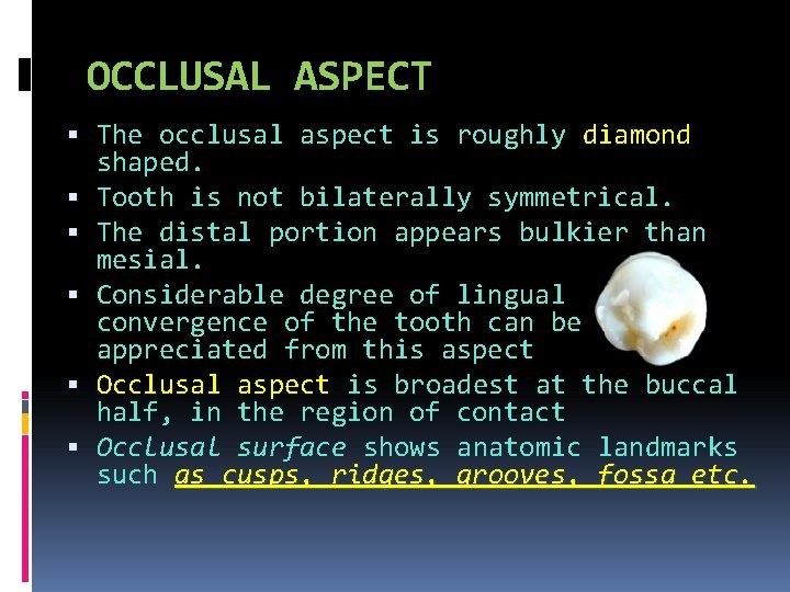OCCLUSAL ASPECT The occlusal aspect is roughly diamond shaped. Tooth is not bilaterally symmetrical.