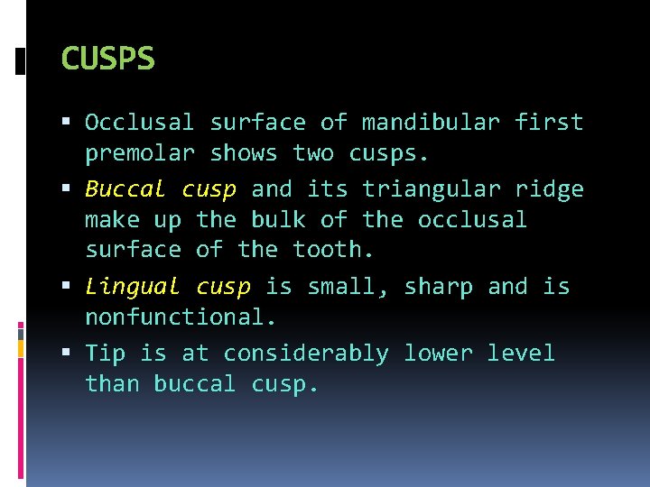 CUSPS Occlusal surface of mandibular first premolar shows two cusps. Buccal cusp and its
