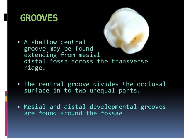 GROOVES A shallow central groove may be found extending from mesial to distal fossa