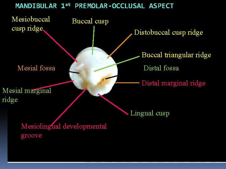 MANDIBULAR 1 st PREMOLAR-OCCLUSAL ASPECT Mesiobuccal cusp ridge Buccal cusp Distobuccal cusp ridge Buccal