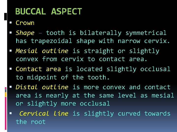 BUCCAL ASPECT Crown Shape – tooth is bilaterally symmetrical has trapezoidal shape with narrow