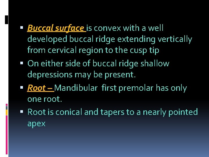  Buccal surface is convex with a well developed buccal ridge extending vertically from