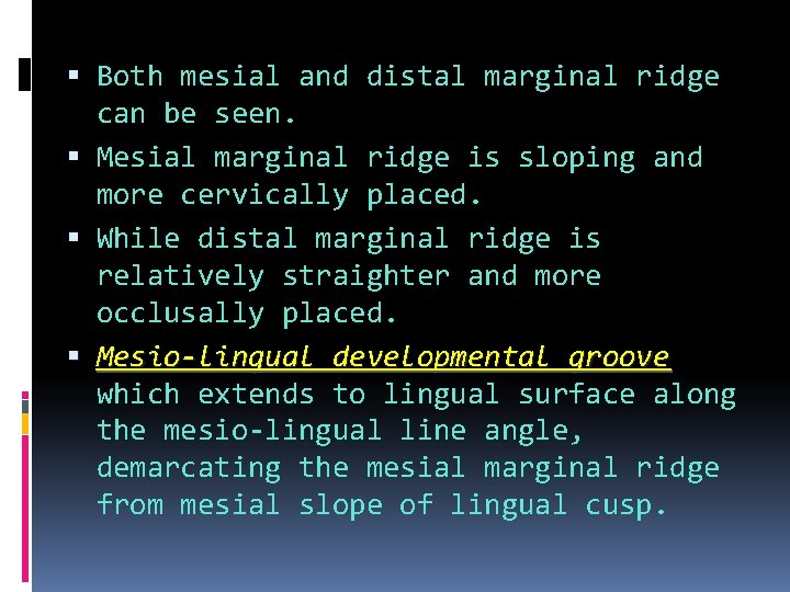  Both mesial and distal marginal ridge can be seen. Mesial marginal ridge is