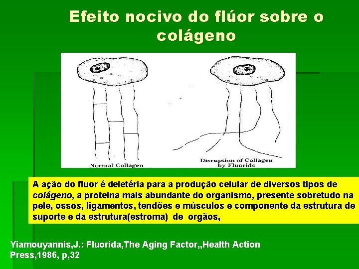 Efeito nocivo do flúor sobre o colágeno A ação do fluor é deletéria para