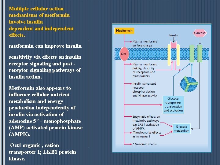 Multiple cellular action mechanisms of metformin involve insulin dependent and independent effects. metformin can