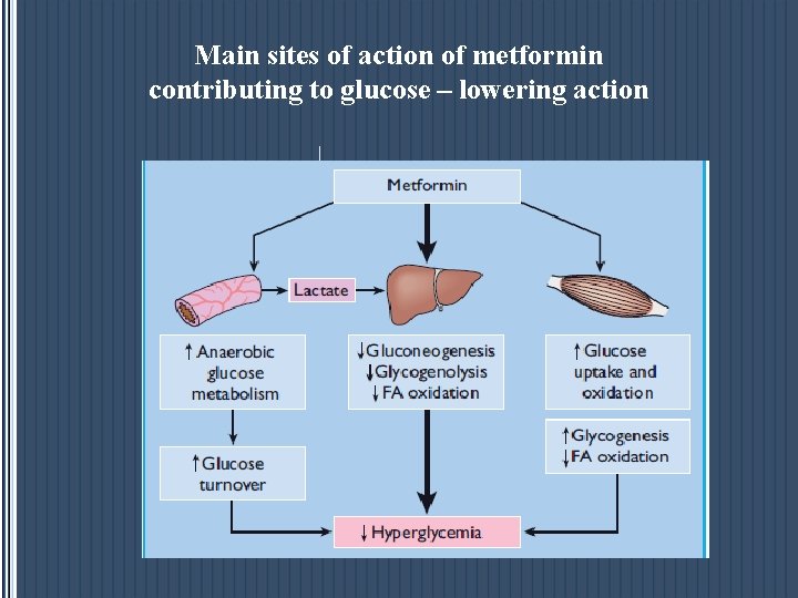 Main sites of action of metformin contributing to glucose – lowering action 