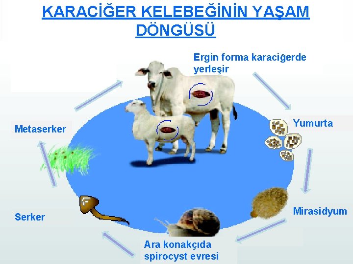 KARACİĞER KELEBEĞİNİN YAŞAM DÖNGÜSÜ Ergin forma karaciğerde yerleşir Yumurta Metaserker Mirasidyum Serker Ara konakçıda