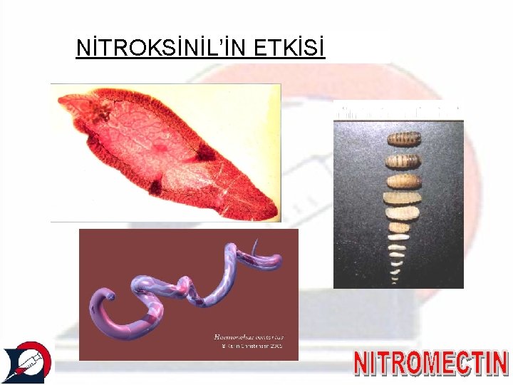 NİTROKSİNİL’İN ETKİSİ 