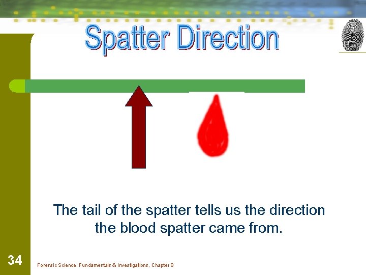 The tail of the spatter tells us the direction the blood spatter came from.