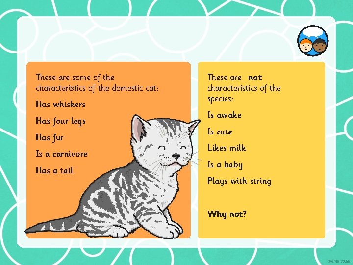 These are some of the characteristics of the domestic cat: Has whiskers Has four