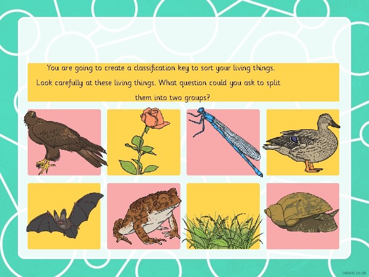 You are going to create a classification key to sort your living things. Look