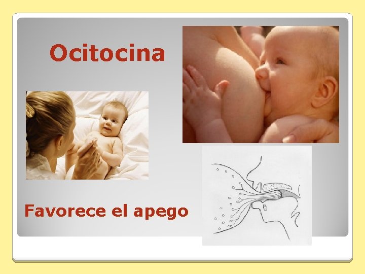 Ocitocina Favorece el apego 