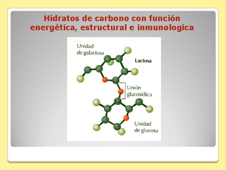 Hidratos de carbono con función energética, estructural e inmunologica 