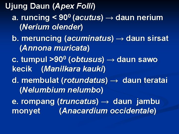 Ujung Daun (Apex Folli) a. runcing < 900 (acutus) → daun nerium (Nerium olender)