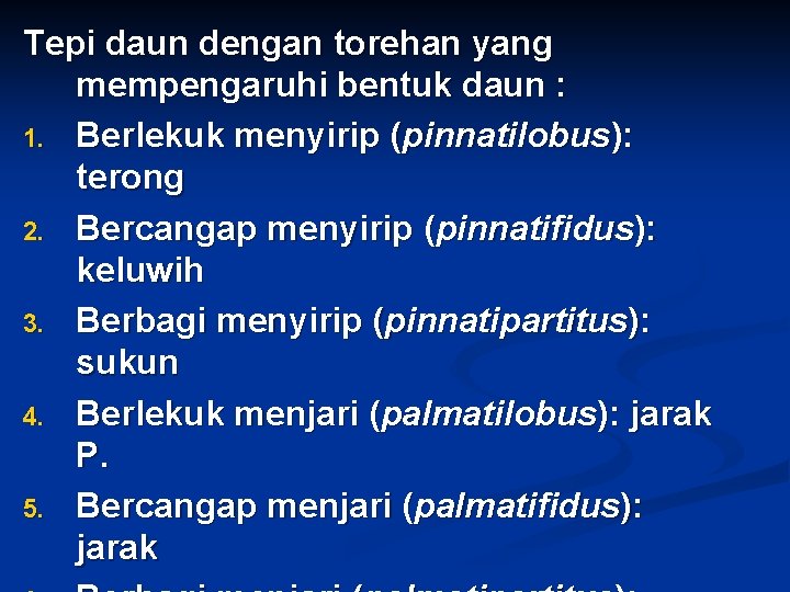 Tepi daun dengan torehan yang mempengaruhi bentuk daun : 1. Berlekuk menyirip (pinnatilobus): terong