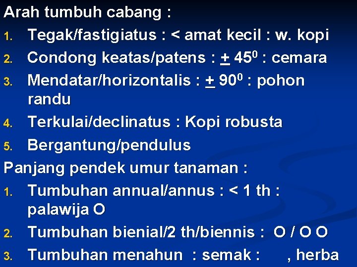 Arah tumbuh cabang : 1. Tegak/fastigiatus : < amat kecil : w. kopi 2.
