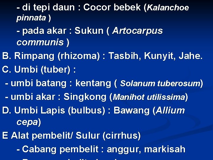 - di tepi daun : Cocor bebek (Kalanchoe pinnata ) - pada akar :