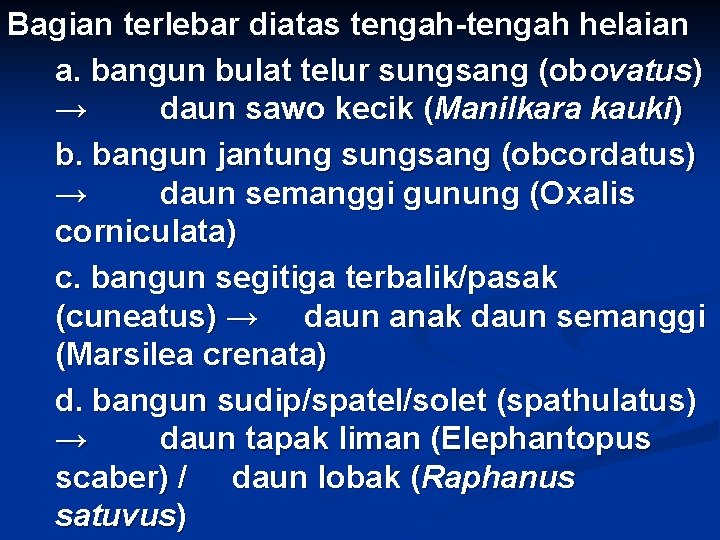 Bagian terlebar diatas tengah-tengah helaian a. bangun bulat telur sungsang (obovatus) → daun sawo