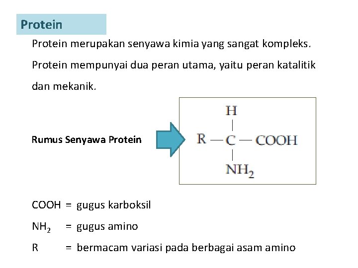 Protein merupakan senyawa kimia yang sangat kompleks. Protein mempunyai dua peran utama, yaitu peran