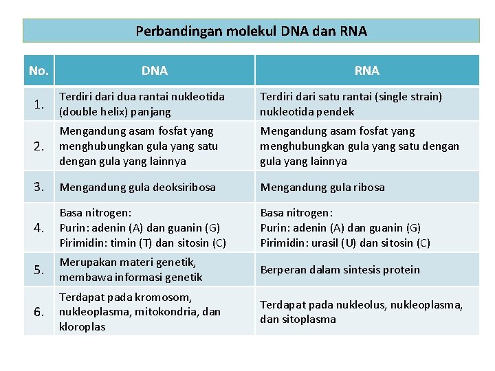 Perbandingan molekul DNA dan RNA No. DNA RNA 1. Terdiri dari dua rantai nukleotida