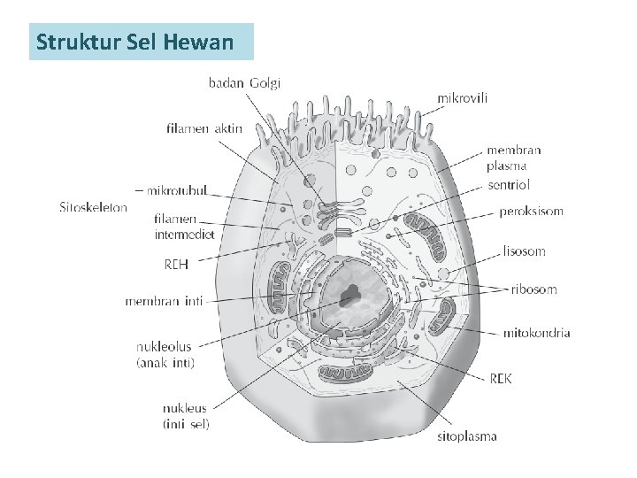 Struktur Sel Hewan 