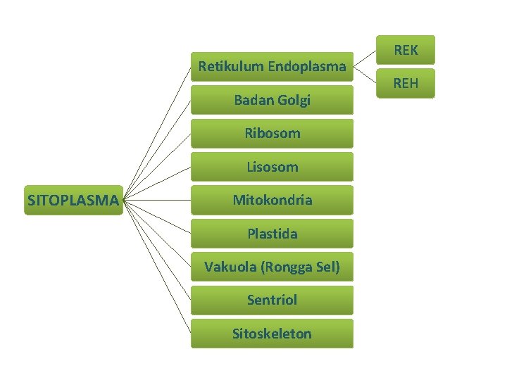 Retikulum Endoplasma Badan Golgi Ribosom Lisosom SITOPLASMA Mitokondria Plastida Vakuola (Rongga Sel) Sentriol Sitoskeleton