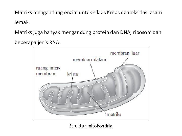 Matriks mengandung enzim untuk siklus Krebs dan oksidasi asam lemak. Matriks juga banyak mengandung