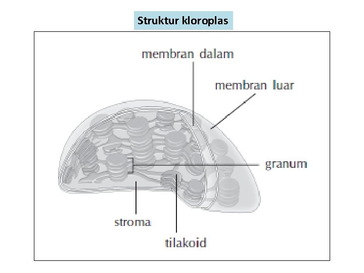 Struktur kloroplas 