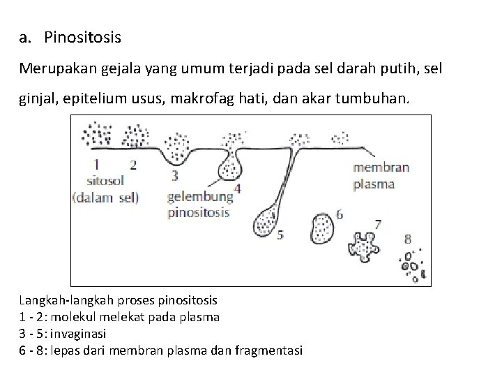 a. Pinositosis Merupakan gejala yang umum terjadi pada sel darah putih, sel ginjal, epitelium