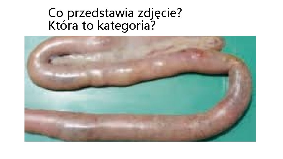 Co przedstawia zdjęcie? Która to kategoria? 